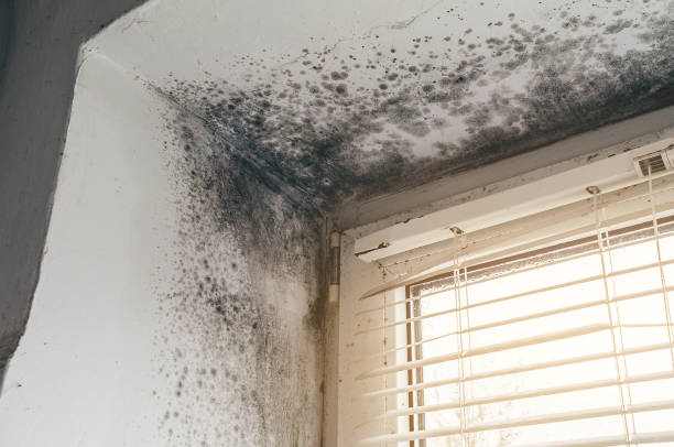 Affordable Commercial Mold Remediation solutions in Howell, MI